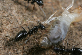Ant overlords? Supercolony in Ethiopian forests set to invade globe 